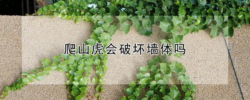 爬山虎会破坏墙体吗 爬山虎毁坏墙体