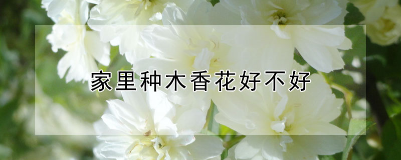 家里种木香花好不好 家里适合种木香花吗