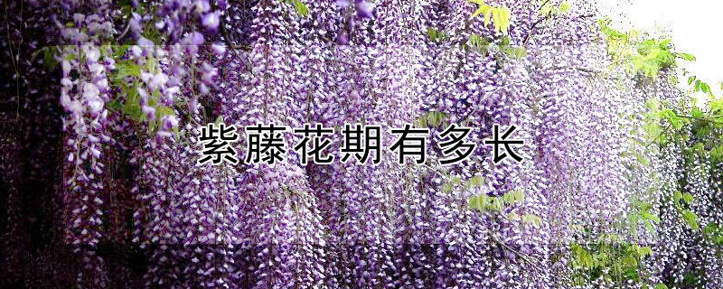 紫藤花期有多长 紫藤花期是什么时候