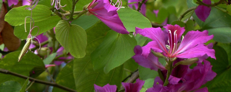 紫荆花怎么修剪造型（紫荆花修剪图片大全）