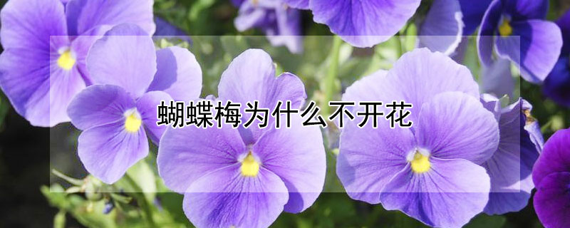 蝴蝶梅为什么不开花（蝴蝶梅为什么不开花光长叶）