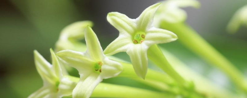 夜来香花怎么养(夜来香怎么养开花多)