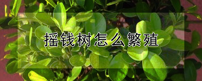 摇钱树怎么繁殖（摇钱树,怎么种）