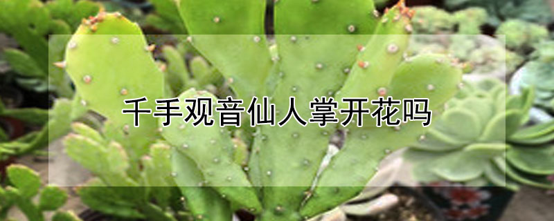 千手观音仙人掌开花吗（千手观音仙人掌开什么样的花）