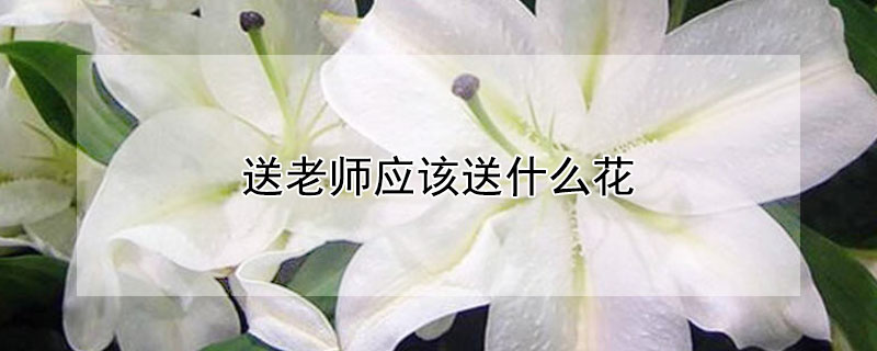 送老师应该送什么花（送老师应该送什么花?送几朵?）