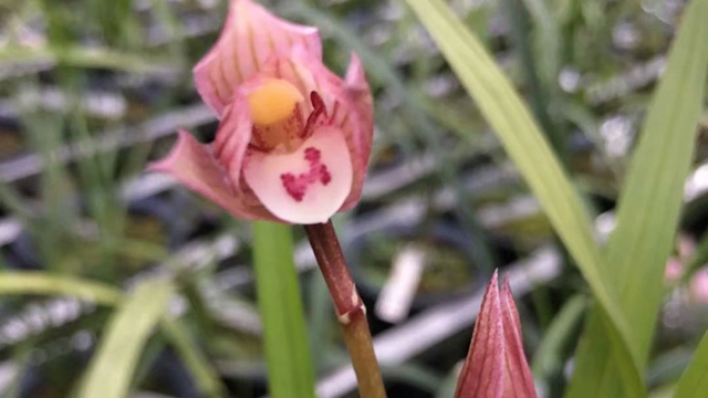 兰花小桃红种植方法（兰花小桃红种植方法视频）