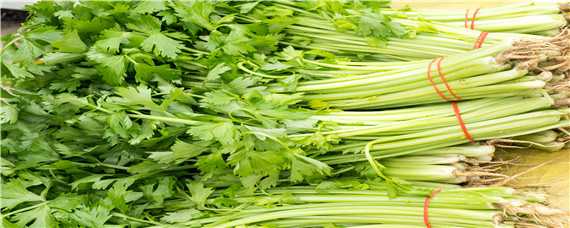 芹菜最快的种植方法 芹菜最快的种植方法和时间