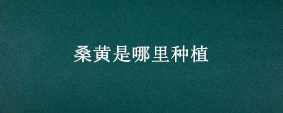 桑黄是哪里种植 桑黄的种植条件