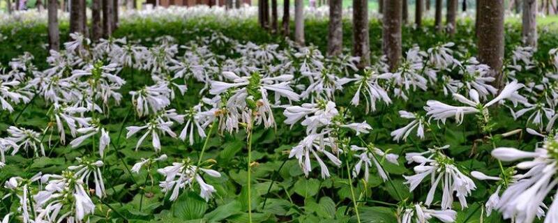 玉簪花怎样种植（玉簪花怎么种植）