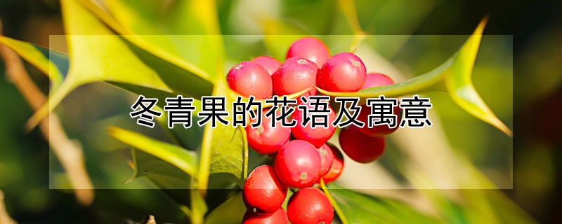 冬青果的花语及寓意（红果冬青的花语和寓意）