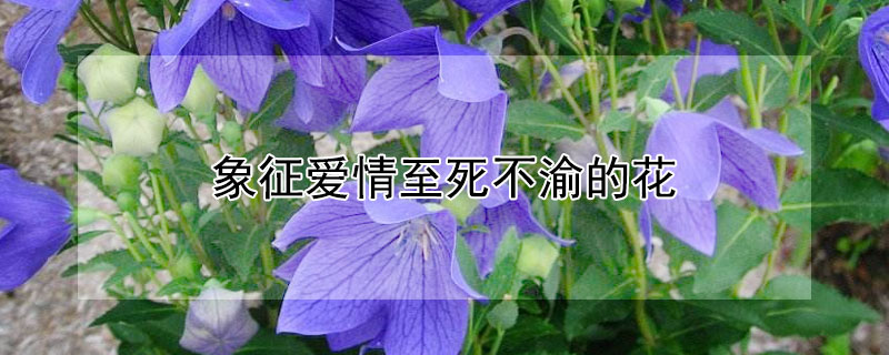 象征爱情至死不渝的花（玉兰花）