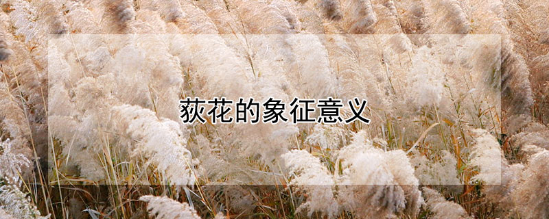 荻花的象征意义（荻花的寓意）