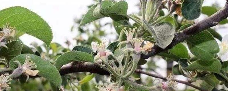 修剪花枝的技巧（山茶花修剪花枝的技巧）