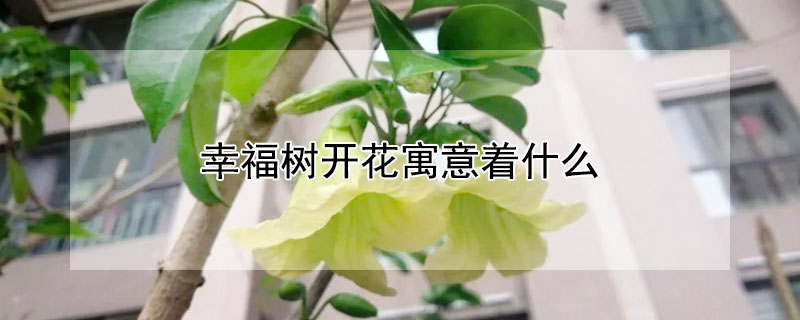 幸福树开花寓意着什么（幸福树开花寓意着什么树）