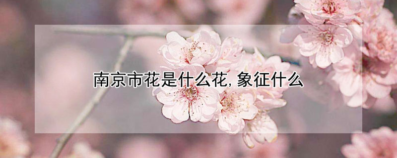 南京市花是什么花,象征什么（南京的市花是什么?意义是什么?）