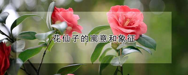 花仙子的寓意和象征（天仙子花的寓意）