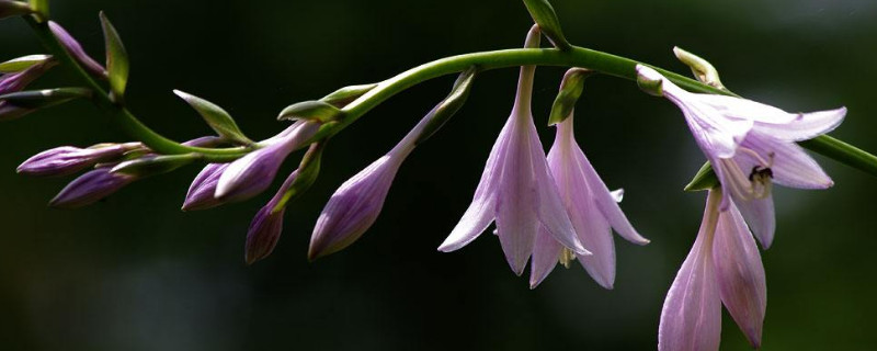 玉簪花怎么浇水（玉簪花多久浇一次水）