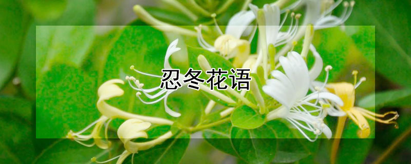 忍冬花语 忍冬花语和寓意