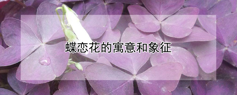 蝶恋花的寓意和象征（蝶恋花的寓意和象征风水）