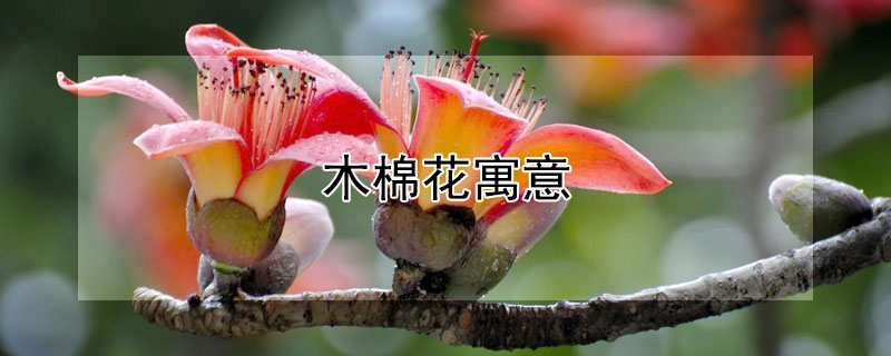 木棉花寓意 木棉花寓意和象征