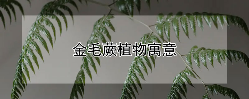 金毛蕨植物寓意（金毛绿植蕨类寓意）