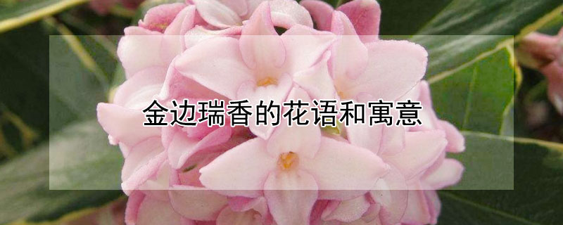 金边瑞香的花语和寓意（形容金边瑞香的花香）