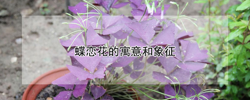 蝶恋花的寓意和象征（蝶恋花的花语和寓意）