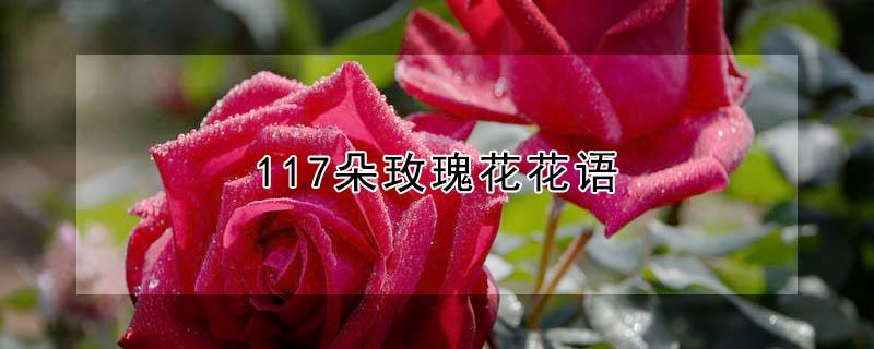 117朵玫瑰花花语 166朵玫瑰花花语