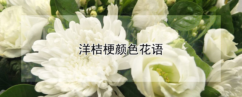 洋桔梗颜色花语 洋桔梗颜色花语是什么