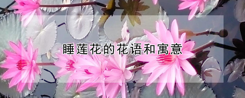 睡莲花的花语和寓意 睡莲花有什么寓意