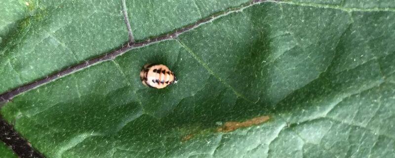 茄子叶被虫子吃了咋办 茄子叶子有虫子怎么办