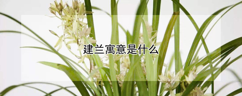 建兰寓意是什么 建兰的寓意