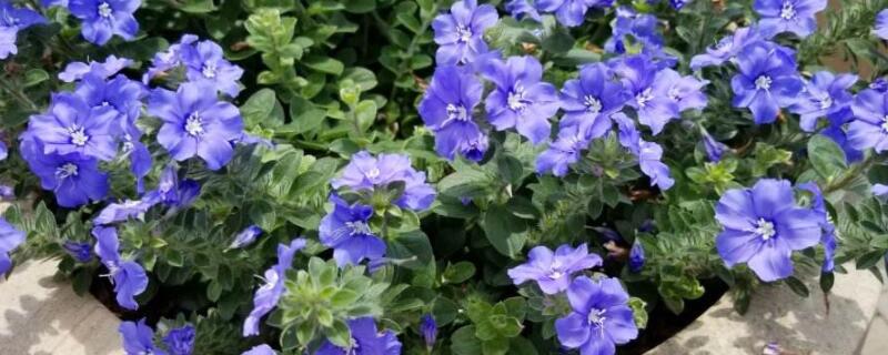 蓝星花的修剪方法(蓝星花的种植方法)