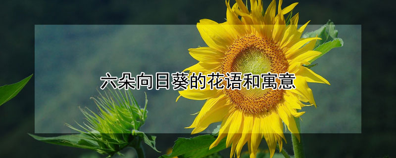 六朵向日葵的花语和寓意（六朵向日葵花语是什么）