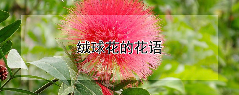 绒球花的花语（绒球花的含义）