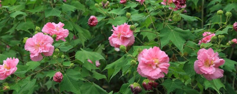 三醉芙蓉怎么养 三醉芙蓉花怎样过冬