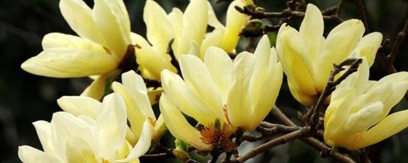 黄玉兰花的花语是什么 黄玉兰花的花语和寓意