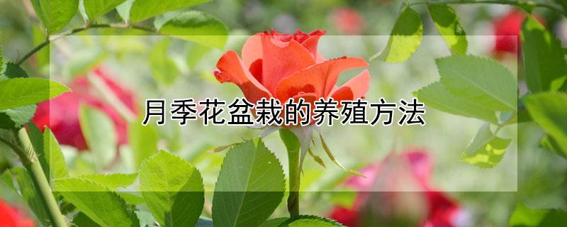 月季花盆栽的养殖方法 月季花盆栽的养殖方法和注意事项