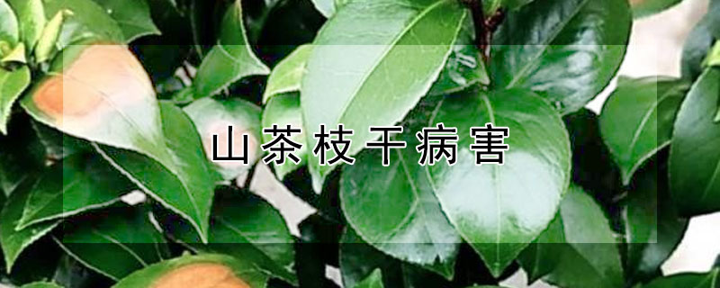 山茶枝干病害（山茶树常见病害）