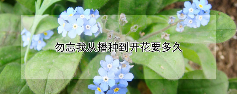 勿忘我从播种到开花要多久 勿忘草从播种到开花要多久