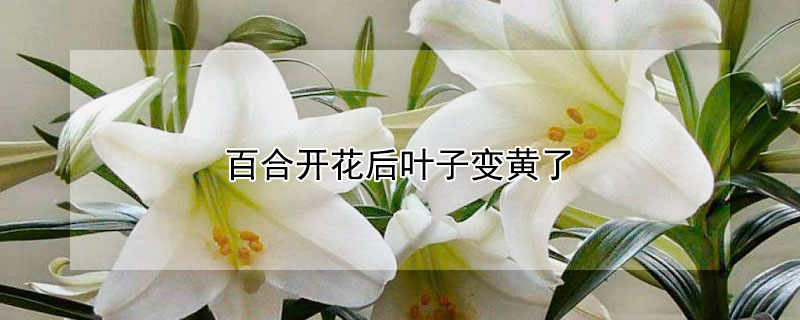 百合开花后叶子变黄了 百合开完花后叶子为什么黄了