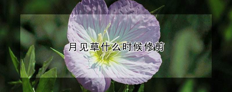 月见草什么时候修剪（美丽月见草花后修剪）