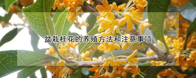 盆栽桂花的养殖方法和注意事项 桂花的养殖方法 桂花的养护知识