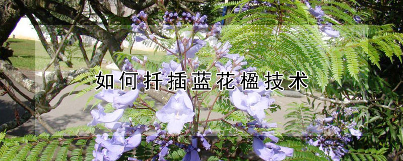 如何扦插蓝花楹技术（蓝花楹繁殖方法）