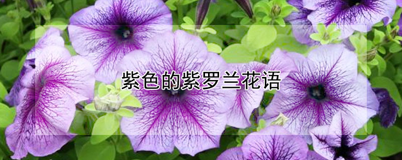 紫色的紫罗兰花语（紫色的紫罗兰花的花语是什么?）