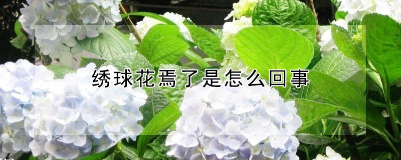 绣球花焉了是怎么回事（绣球为什么花总是要焉）