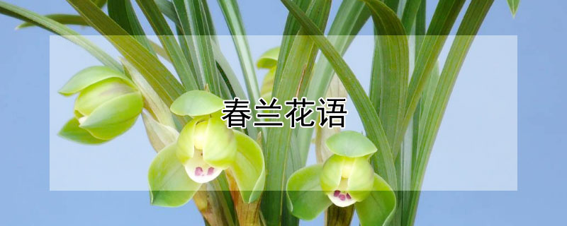 春兰花语 春兰花语梦昏迷