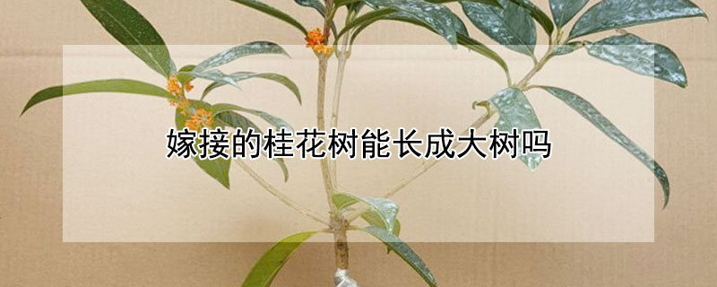 嫁接的桂花树能长成大树吗 桂花嫁接苗能长成大树吗