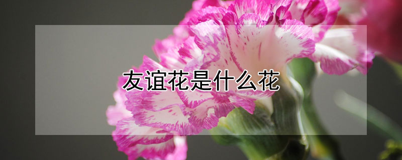 友谊花是什么花 友谊花有哪些