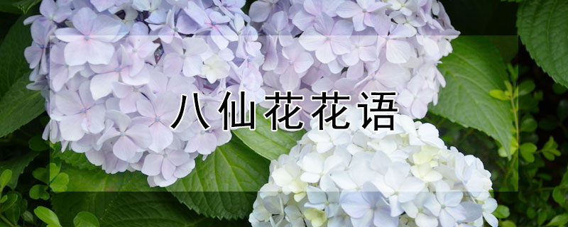 八仙花花语 八仙花花语不好